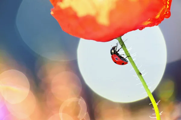 Red Poppy Red Ladybug — Stock Photo, Image