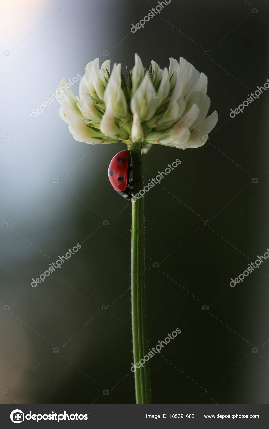 Petite Coccinelle Rouge Pour Son Rêve Une Fleur Odorante