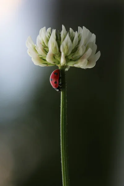 花の香りに彼の夢の小さな赤いてんとう虫 — ストック写真