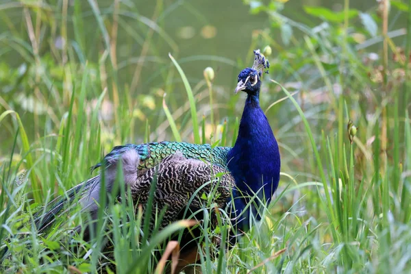 Schöne Pfau Posiert Badezimmern Königlich Warschau — Stockfoto