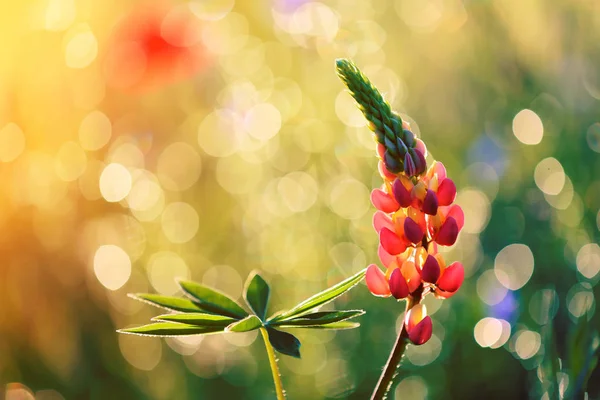 Piękny Wilczy Mojego Ogrodu Zachód Słońca Piękny Zapach — Zdjęcie stockowe