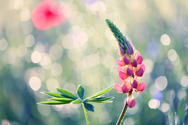 Beautiful Lupine Garden Sunset Beautiful Smell — Stock Photo, Image