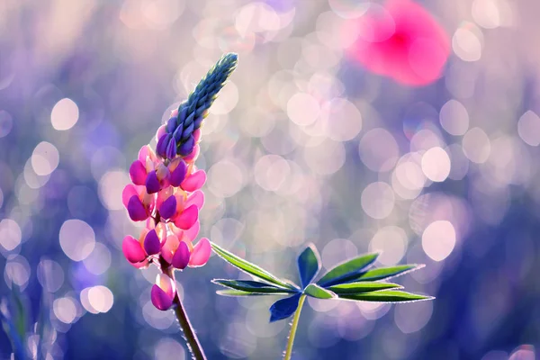 Beautiful Lupine Garden Sunset Beautiful Smell — Stock Photo, Image