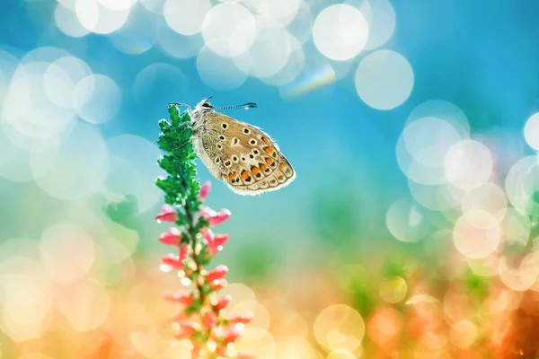 Aus Meinem Garten Wie Der Duft Der Blumen Schmetterlinge — Stockfoto