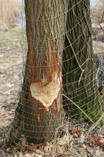 Árboles Protegidos Red Ante Castor Que Destruyen Los Árboles —  Fotos de Stock