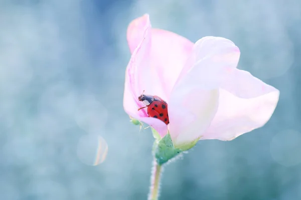 Küçük Uğur Böceği Yemek Için Bahçe Bir Baş Belası Seyir — Stok fotoğraf