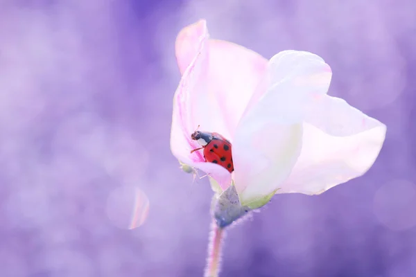 小瓢虫寻找一个花园害虫吃它 — 图库照片