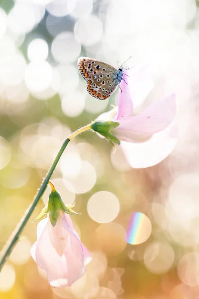 Benim Bahçe Içinde Güzel Kelebek Çeşitli Çiçekler Üzerinde Oturur — Stok fotoğraf