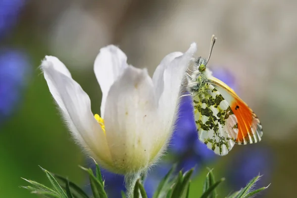 Beautiful Butterfly Garden Sits Various Flowers — Stock Photo, Image