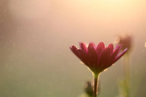 Kert Virágai Gyönyörű Csodálatos Illata — Stock Fotó