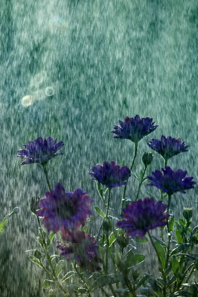 Las Flores Jardín Son Hermosos Hermosos Olores — Foto de Stock