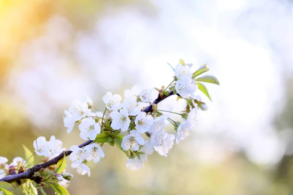 Blooming Flowers Orchard Fruit Small Village — Stock Photo, Image