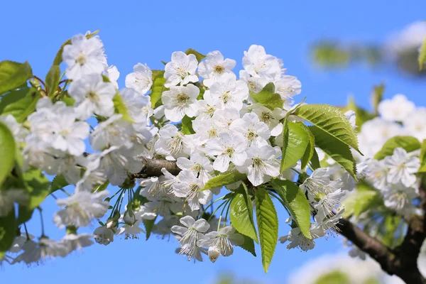 Flores Florecientes Fruta Del Huerto Pequeño Pueblo — Foto de Stock