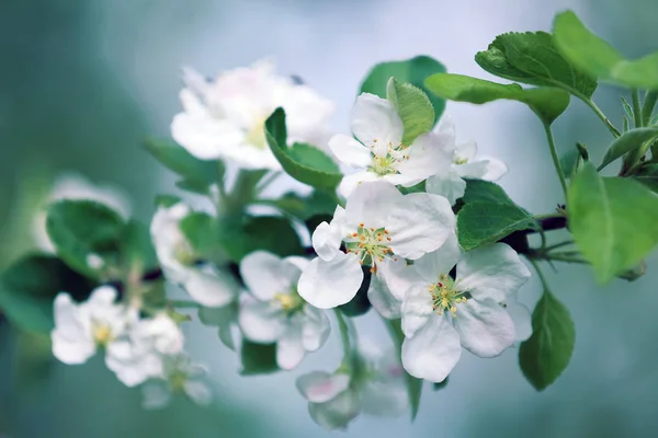 Fleurs Florissantes Fruits Verger Sur Petit Village — Photo