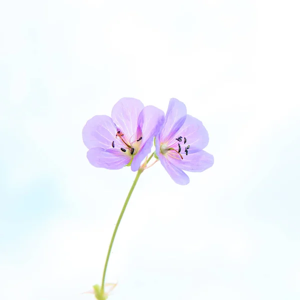 Fialové Květy Bílém Pozadí Zahrady — Stock fotografie