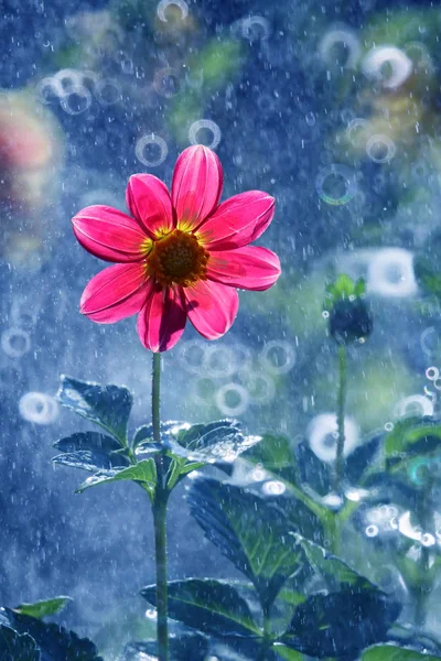 Dalia Ist Eine Schöne Und Bunte Blume — Stockfoto