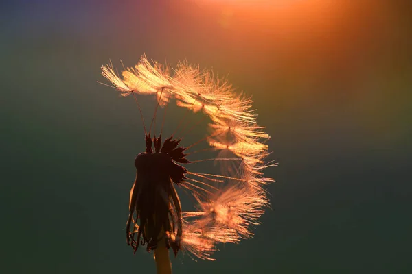 Löwenzahn Gegen Die Untergehende Sonne — Stockfoto