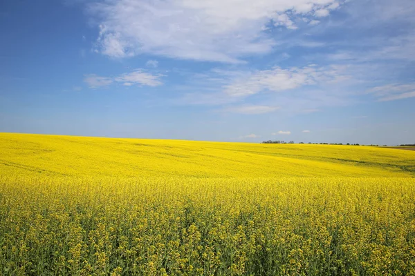 Våldtäkt Gul Färgad Anläggning Som Producerar Olja — Stockfoto