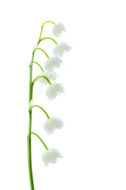 Lily vadi, köksap uzun ömürlü monotype türü Lily vadi üzerinden bir tür.