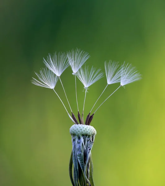 Gemeenschappelijke Paardebloem Een Paardebloem Terwijl Het Verspreiden Van Zaden — Stockfoto