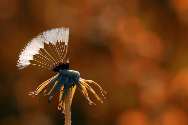 Diente León Común Diente León Mientras Esparcen Semillas — Foto de Stock