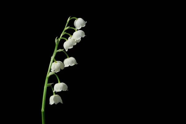 Konvalinka Krásná Květina Zahradě — Stock fotografie