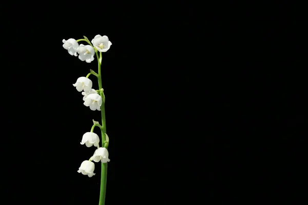 Konvalinka Krásná Květina Zahradě — Stock fotografie