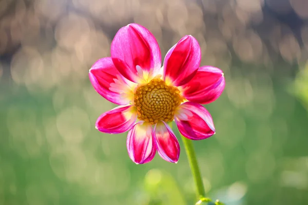 Илия Красивый Красочный Цветок Любимый Садоводами — стоковое фото