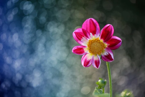 Dahlia Una Hermosa Colorida Flor Amada Por Los Jardineros — Foto de Stock