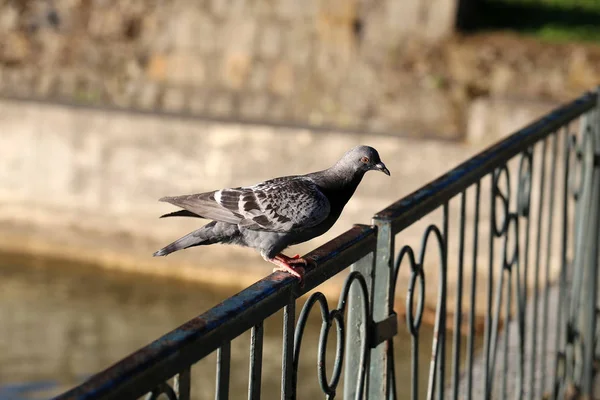 City Pigeon Waiting Food Tourists — Stock Photo, Image