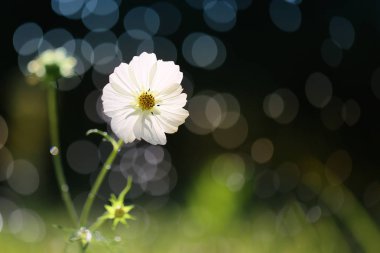 Bahçemdeki en güzel çiçekler ve mis kokulu.