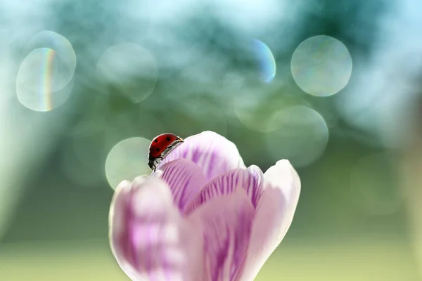 Ladybug Living Garden Beautiful — Stock Photo, Image