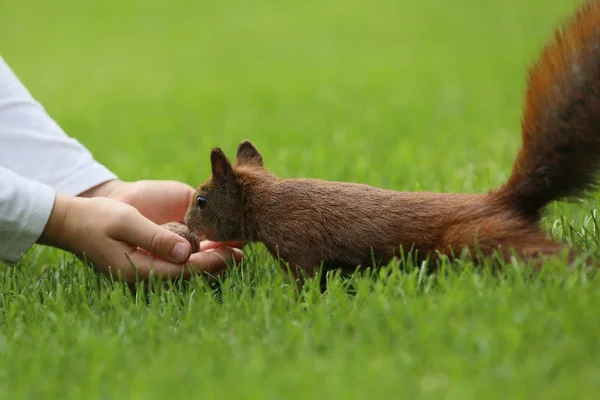 Menina Alimenta Esquilo Vermelho Parque — Fotografia de Stock
