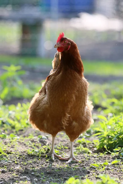 Free Range Poultry Farm — Stock Photo, Image