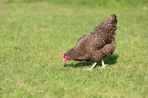 農場での自由な範囲の鶏 — ストック写真