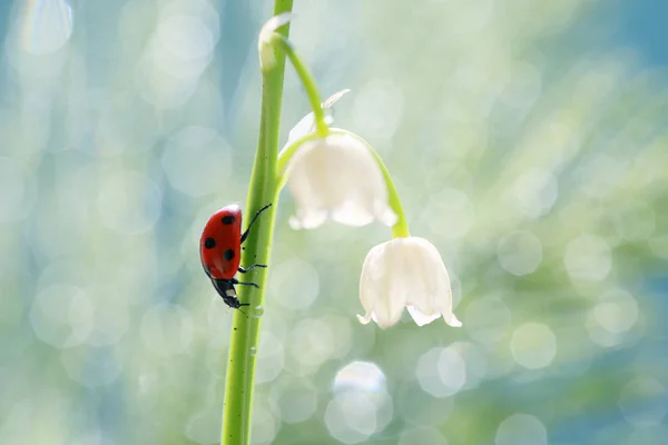 Una Pequeña Mariquita Roja Jardín — Foto de Stock