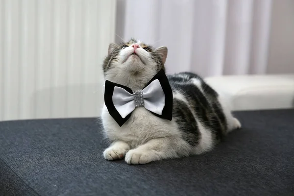 Small Roofer Home Bow Tie His Neck — Stock Photo, Image