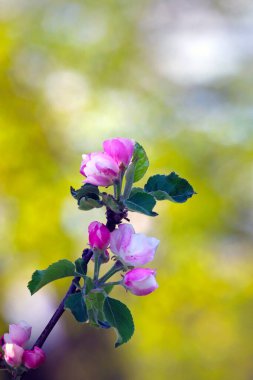 Ilık bir günde meyve bahçesinden ilkbahar çiçekleri