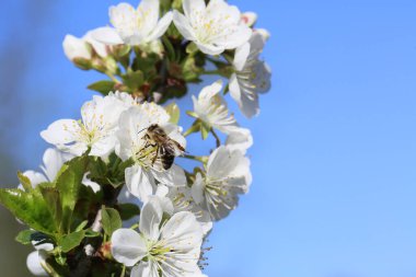 Ilık bir günde meyve bahçesinden ilkbahar çiçekleri