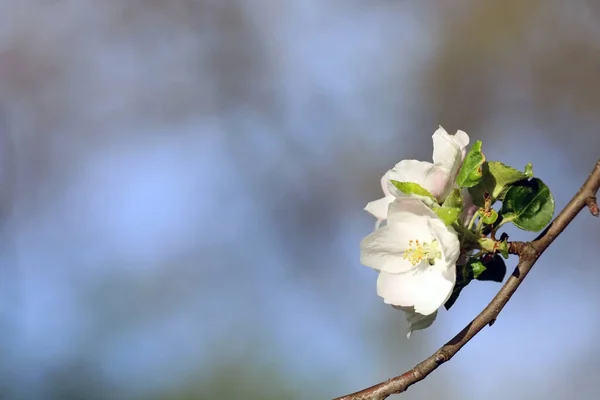 Fleurs Printanières Verger Par Une Journée Chaude — Photo