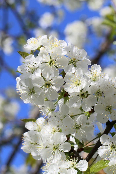 Tavaszi Virágok Gyümölcsöskertből Egy Meleg Napon — Stock Fotó