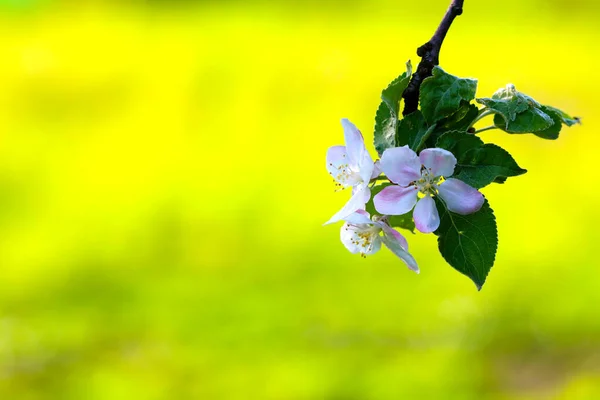 Fleurs Printanières Verger Par Une Journée Chaude — Photo