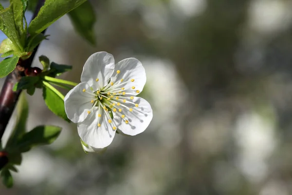 Ilık Bir Günde Meyve Bahçesinden Ilkbahar Çiçekleri — Stok fotoğraf