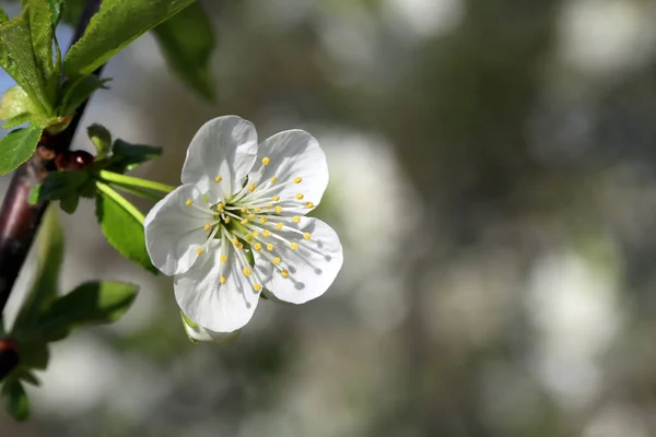 Flores Primavera Pomar Frutas Dia Quente — Fotografia de Stock