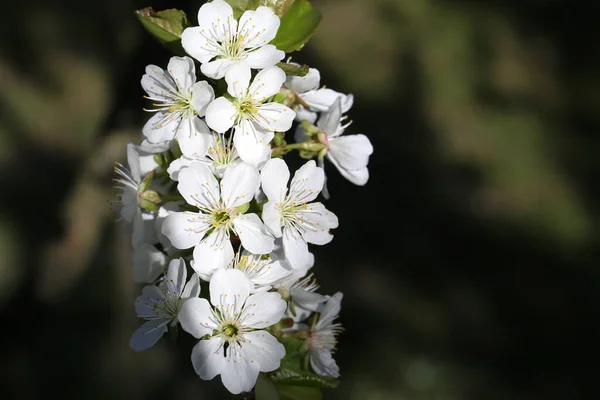 Flores Primavera Del Huerto Frutas Día Cálido — Foto de Stock