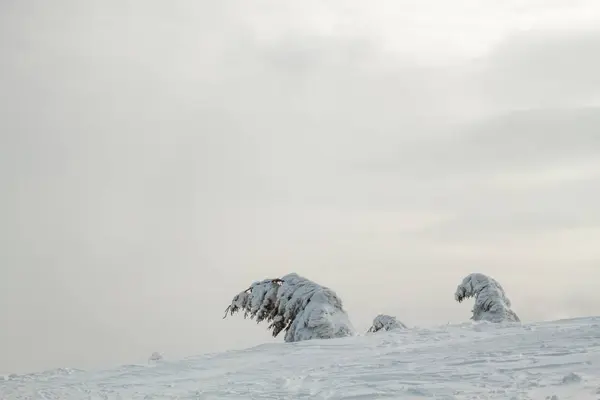 Arbre Gelé Sommet Montagne Fond Blanc Brumeux — Photo