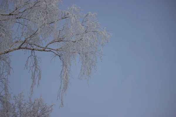 Arbre gelé avec fond bleu ciel — Photo