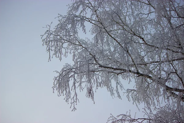 Arbre gelé avec fond bleu ciel — Photo