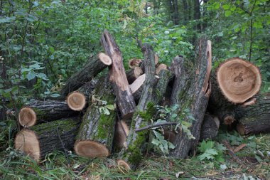 ormandaki günlükleri