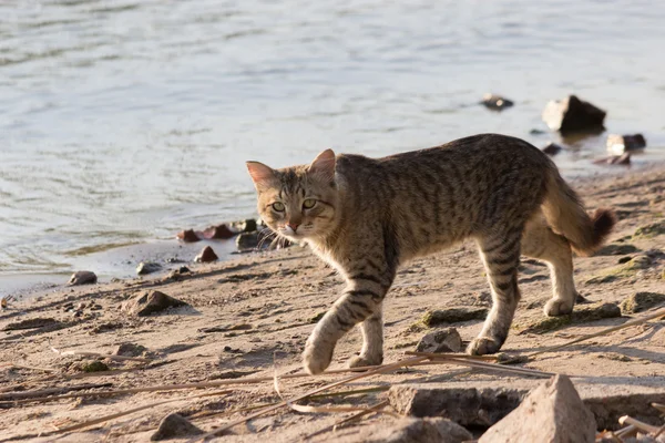 海滩上的猫 — 图库照片